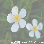 宁波余姚银莲花的花语