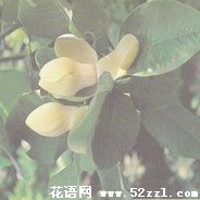 宁波余姚优昙花（山玉兰）的花语